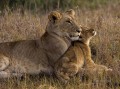 León bebé con madre